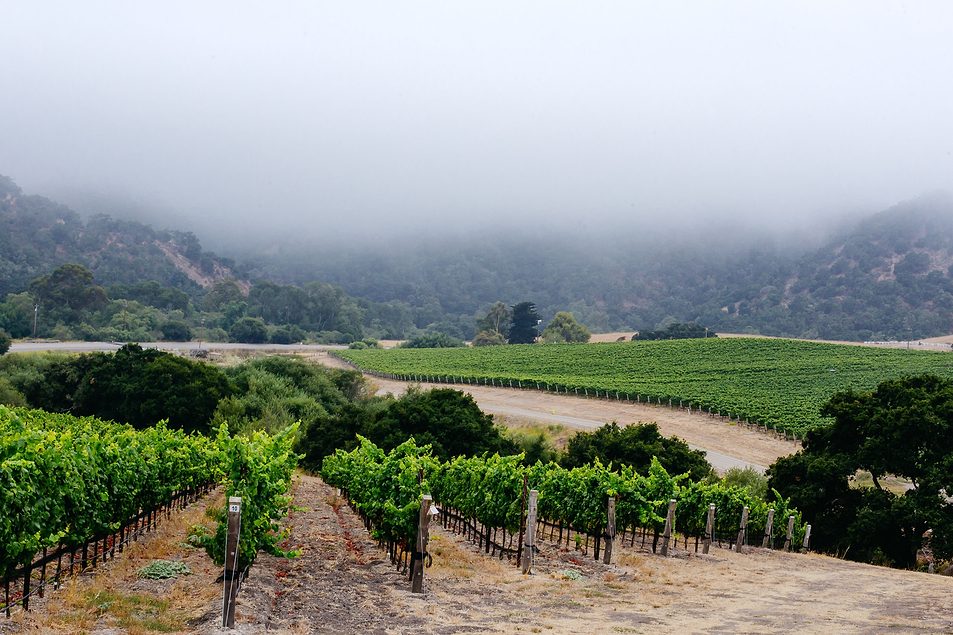 Oceano Zero alcohol-removed wine coverage in Agri-Pulse